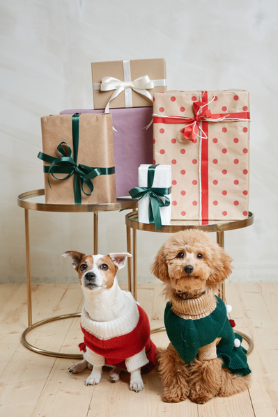Two dogs dressed up in knitted suits are sitting under the racks with Christmas presents