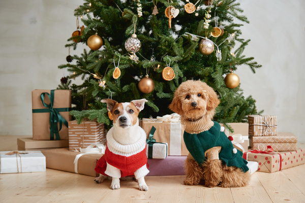 Two cute dogs dressed up in knitted suits are sitting under a Christmas tree with gifts