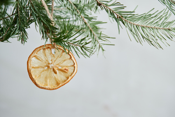 Dried citrus slice with a stone on a string hanging on a branch of a Christmas tree