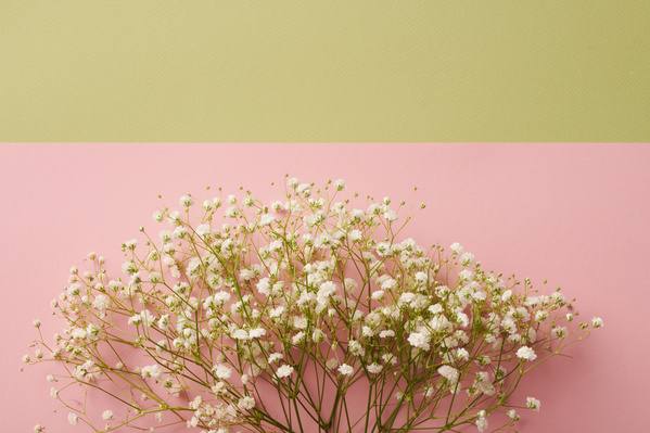 A sprig of white gypsophila flowers on a pink sheet over a lime-colored background