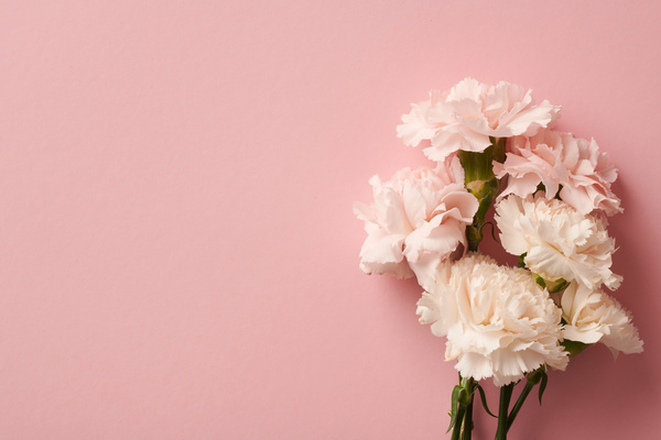 Blooming pink and white carnations are laid out on a pink coating