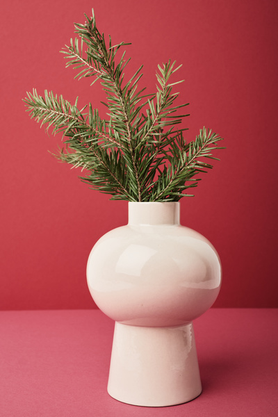 A fresh Christmas tree branch in a white vase of unusual shape on a high leg on a fuchsia background