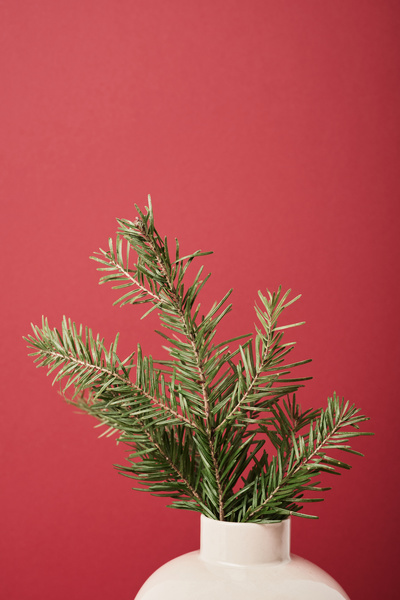 A branch of a Christmas tree in a white vase with a narrow neck on a bright pink background