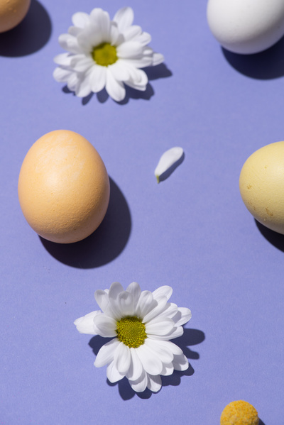 Chicken eggs for Easter and white daisies are laid out on a purple background