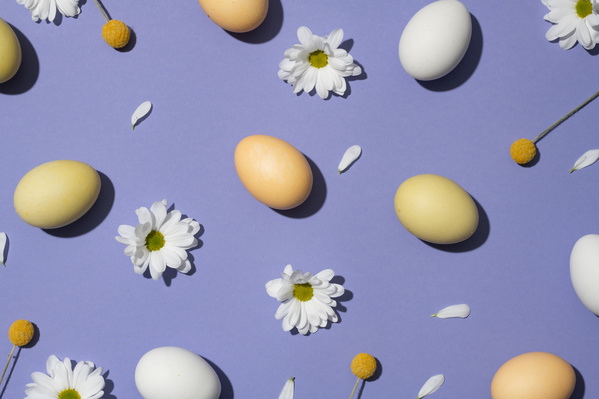 White and brown chicken eggs for Easter are laid out randomly with white daisies and yellow craspedias on a purple surface