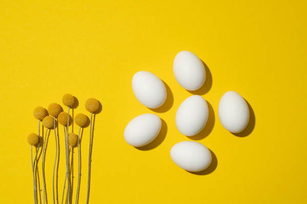 White chicken eggs and yellow craspedia on a bright background