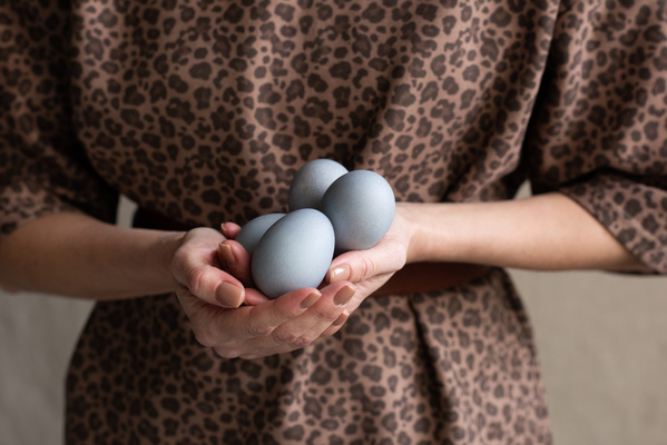 Chicken Eggs for Easter of a blue shade in the hands of a woman in a blouse with a leopard print