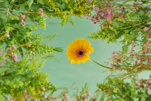 A bright yellow gerbera is surrounded by pale pink flowers and greenery on a blue background