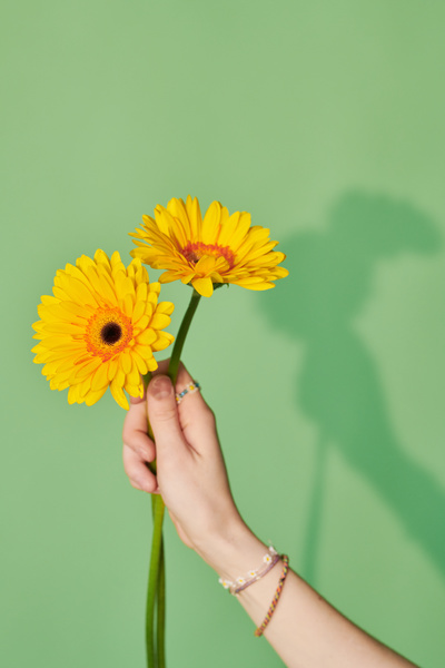 Yellow gerbera flowers in a female hand with beaded summer jewelries against a green background