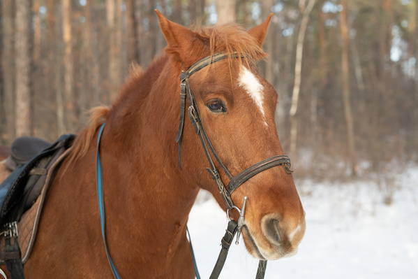 A Brown Horse in the Winter Forest