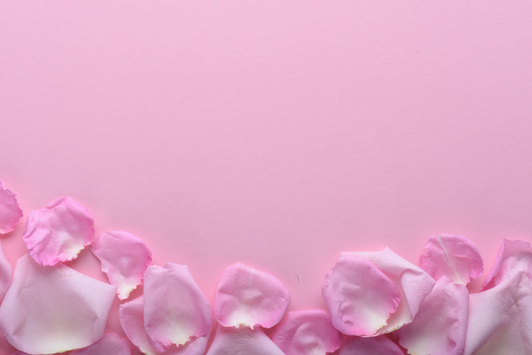 Rose Petals on a Pink Background