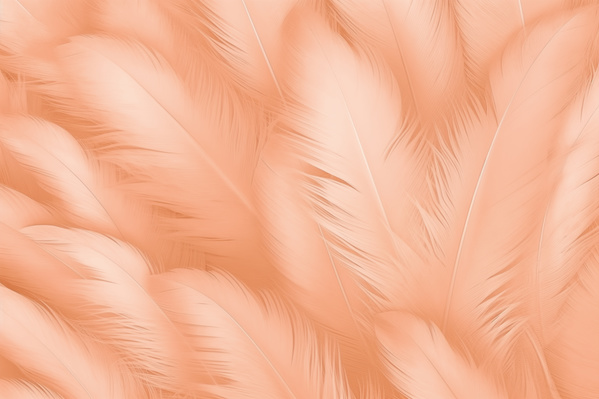 A Close up of Peach Colored Feathers on a Pink Background