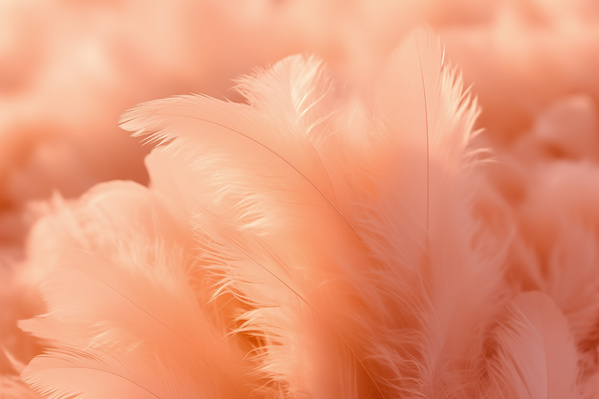 A Close up of a Pink Fluffy Feathered Object