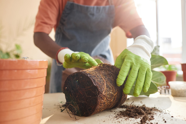 The image depicts a person wearing gloves and an apron likely a gardener or landscaper working on a tree stump.