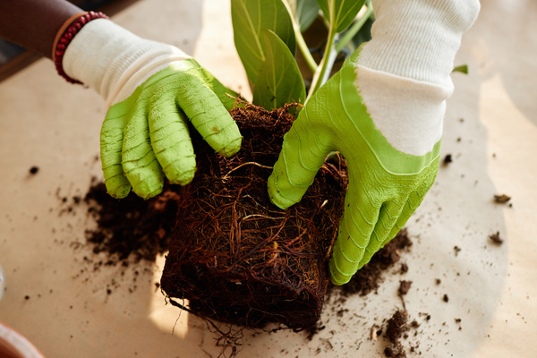 A Person Wearing Gloves Is Planting a Plant in the Ground