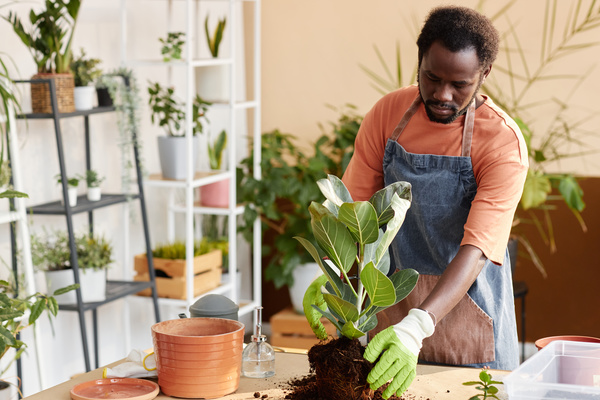An African American Man Is Planting a Potted Plant