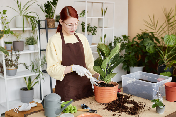 A Woman Wearing an Apron Is Planting a Potted Plant