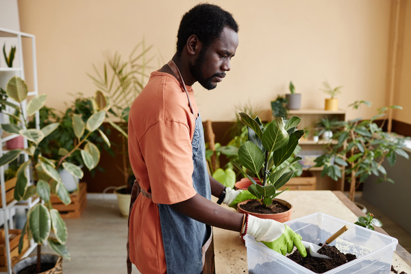 In the image a man wearing an apron and gloves is tending to a potted plant.