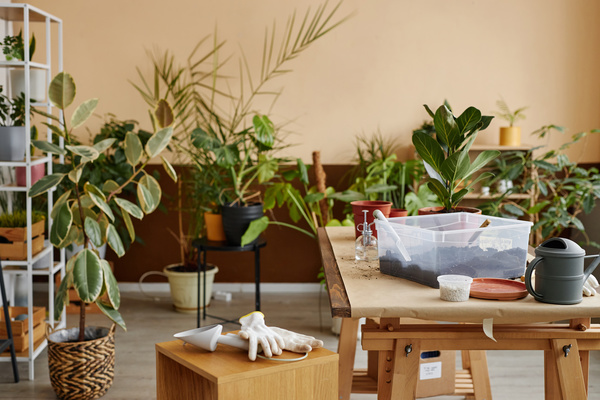 A Table with Potted Plants on It and Other Plants in the Background